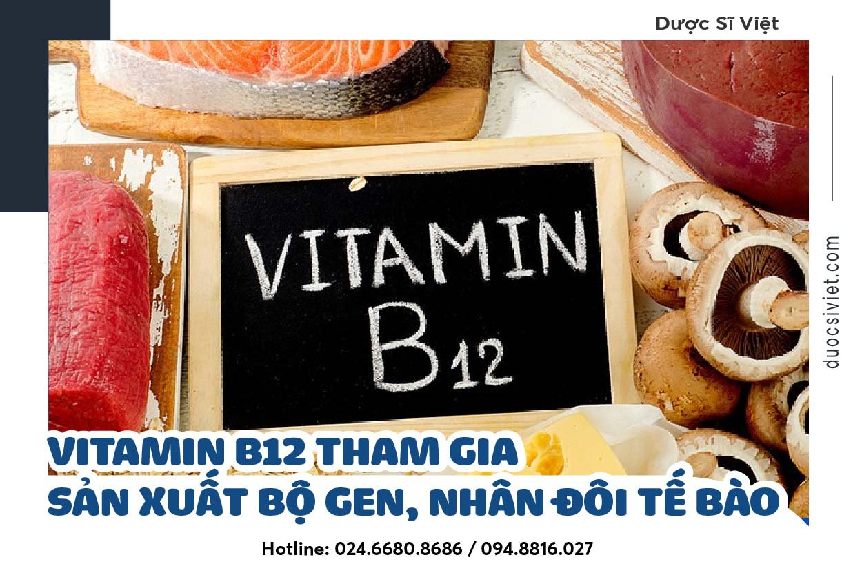 Vitamin B12 tham gia sản xuất bộ gen, nhân đôi tế bào