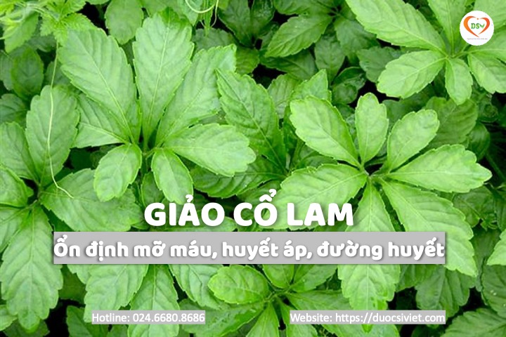 Giảo cổ lam