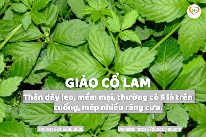 nhận biết giảo cổ lam