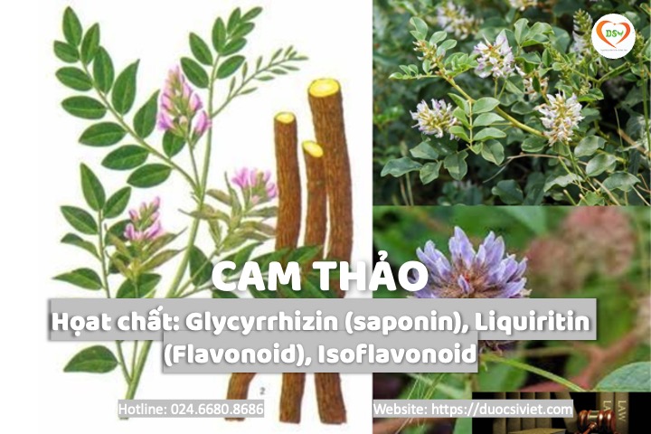 Cam thảo glycyrrhizin