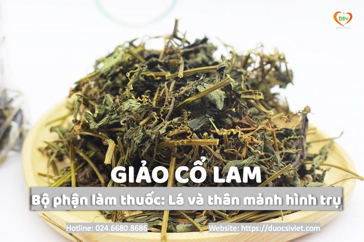 bộ phận làm thuốc của giảo cổ lam