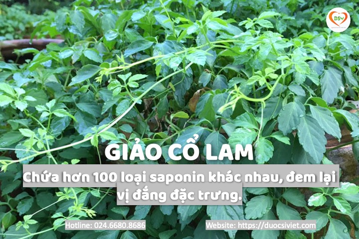 hoạt chất của giảo cổ lam