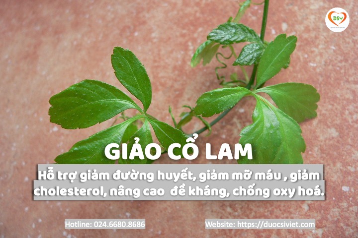 công dụng của giảo cổ lam