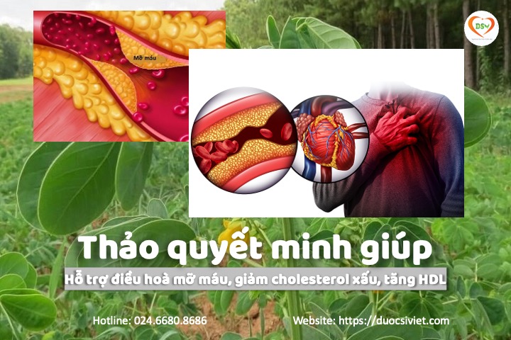 thảo quyết minh hạ mỡ máu