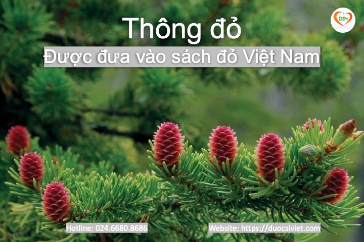 thông đỏ