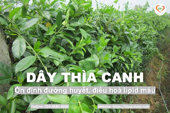 dây thìa canh 1