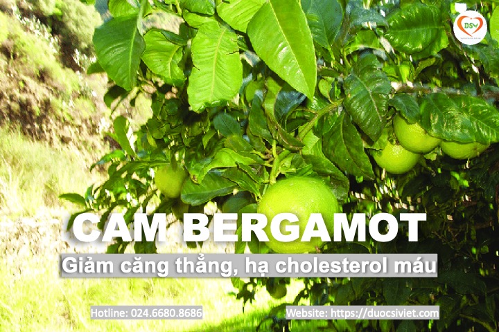 Cam bergamot 1