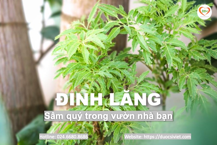 Đinh lăng 1