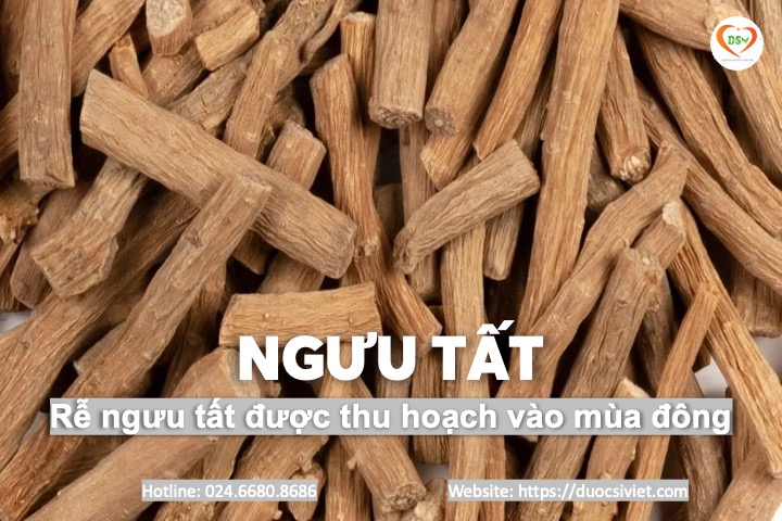 Ngưu tất 1