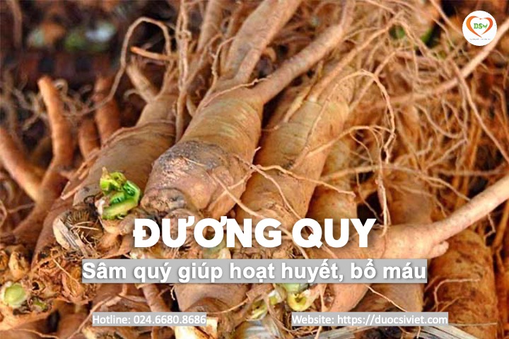 Đương quy 1