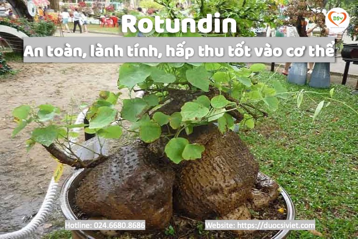 Rotundin từ bình vôi 