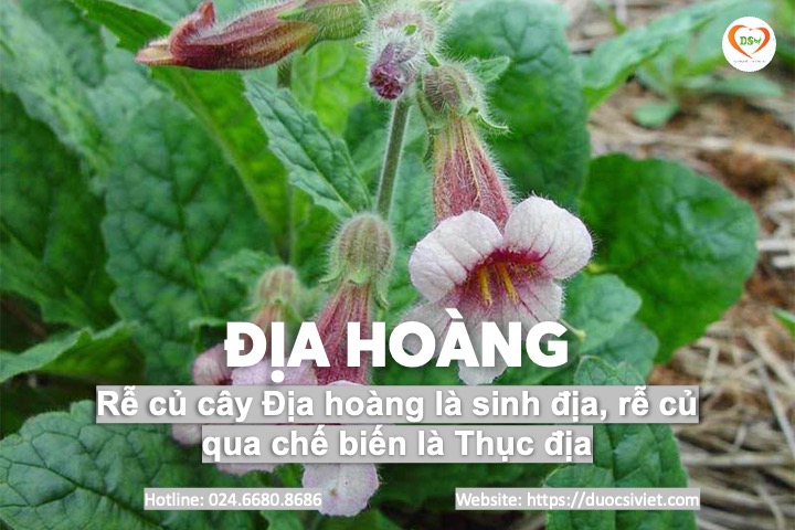 Địa hoàng