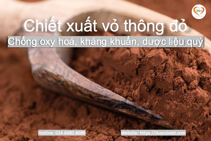 thông đỏ quý