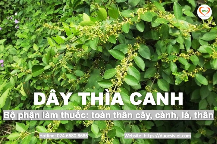 dây thìa canh 2