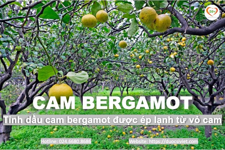 Cam bergamot 2