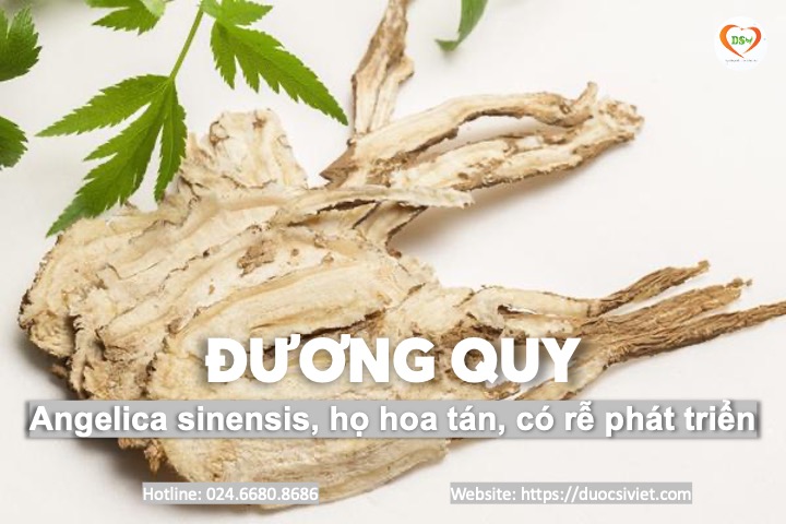 Đương quy 2