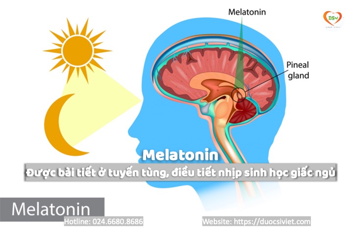 melatonin tuyến tùng