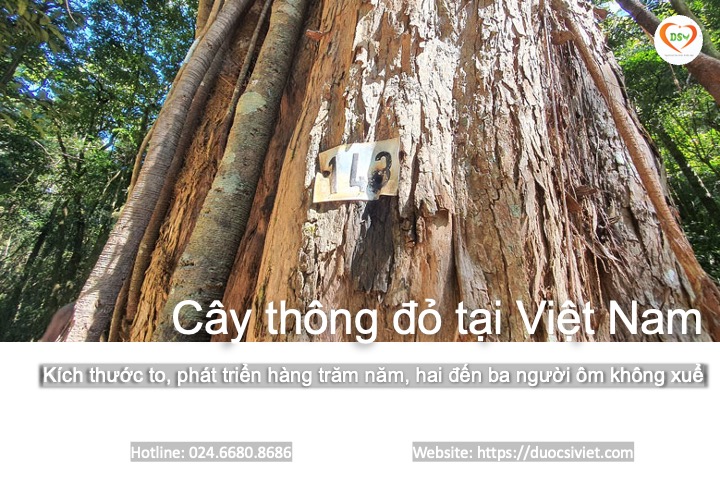 Thông đỏ Việt nam