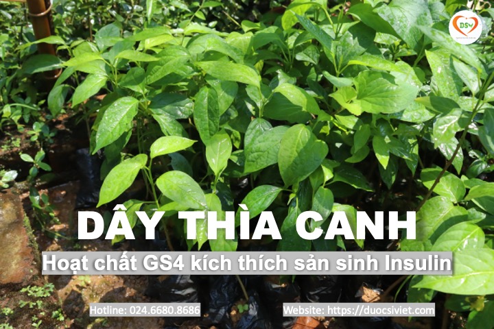 dây thìa canh 3