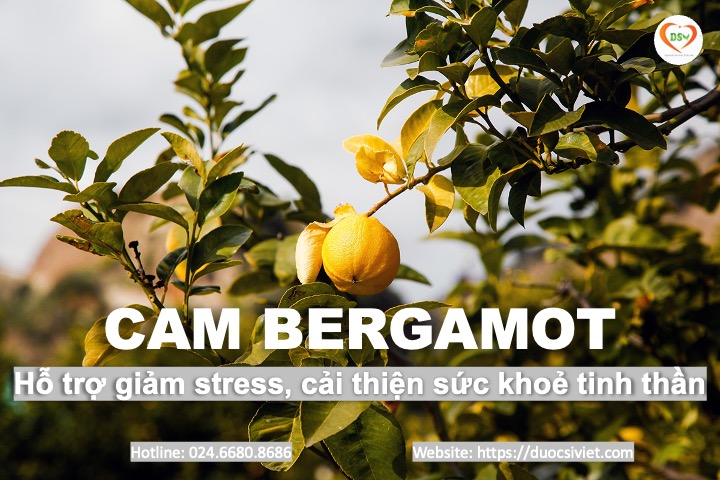 Cam bergamot 3