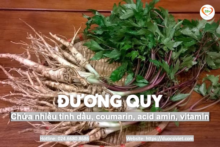 Đương quy 3