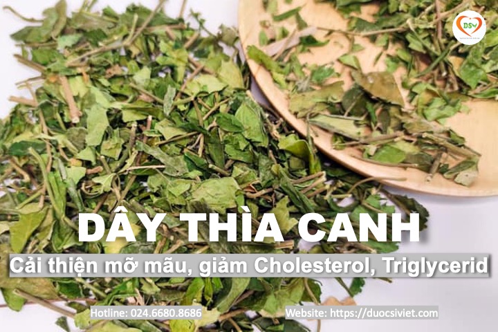 dây thìa canh 4