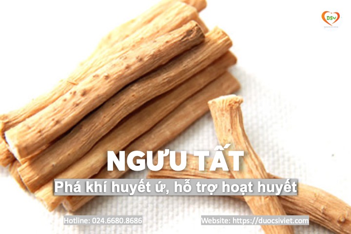 Ngưu tất 4