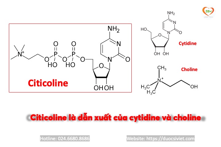 Citicoline từ choline và cytidine