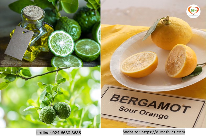 Cam bergamot hỗ trợ hạ mỡ máu