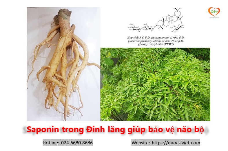 Saponin trong Đinh lăng giúp bảo vệ não bộ