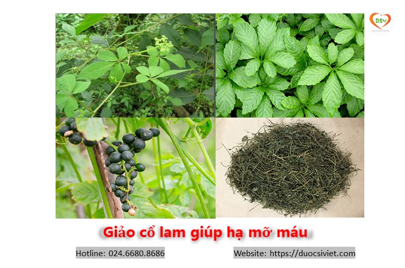 Giảo cổ lam giúp hạ mỡ máu