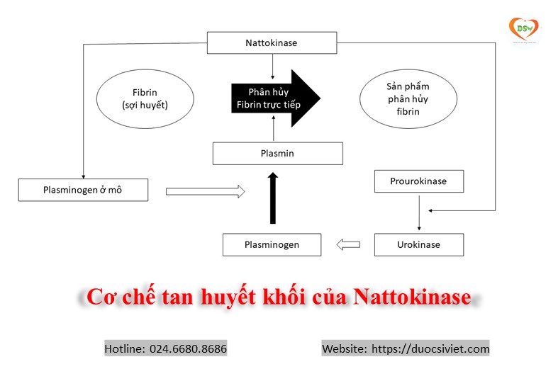 Cơ chế tan sợi huyết của nattokinase