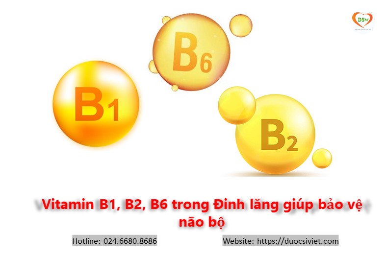 Vitamin B1,2,6 trong Đinh lăng giúp bảo vệ não bộ