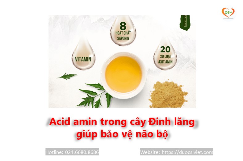 Acid amin trong Đinh lăng giúp bảo vệ não bộ