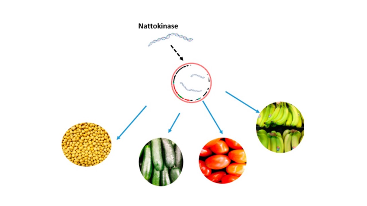 Nguyên liệu chiết suất nattokinase