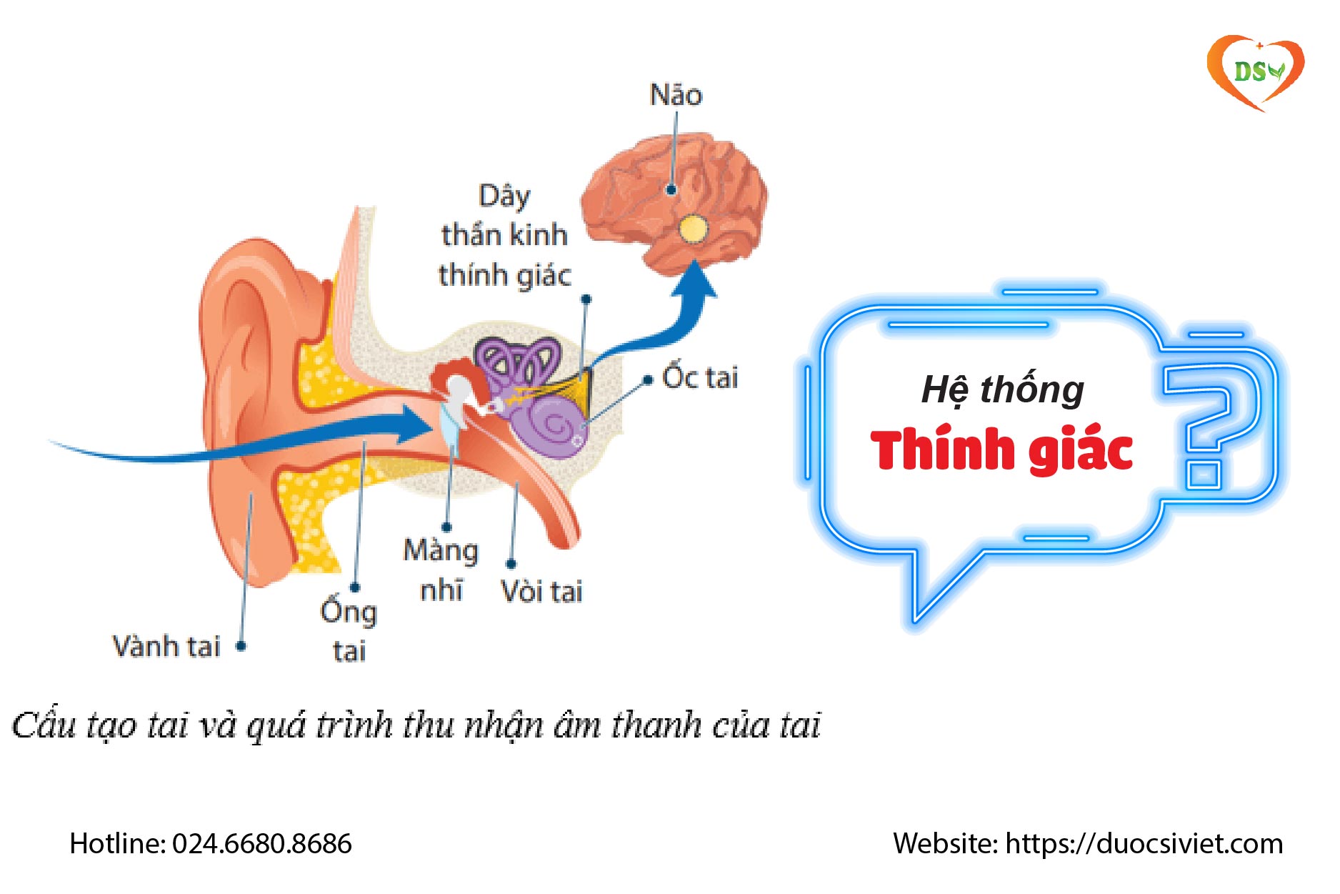 Tự nhiên bị ù tai là biểu hiện bệnh gì? 