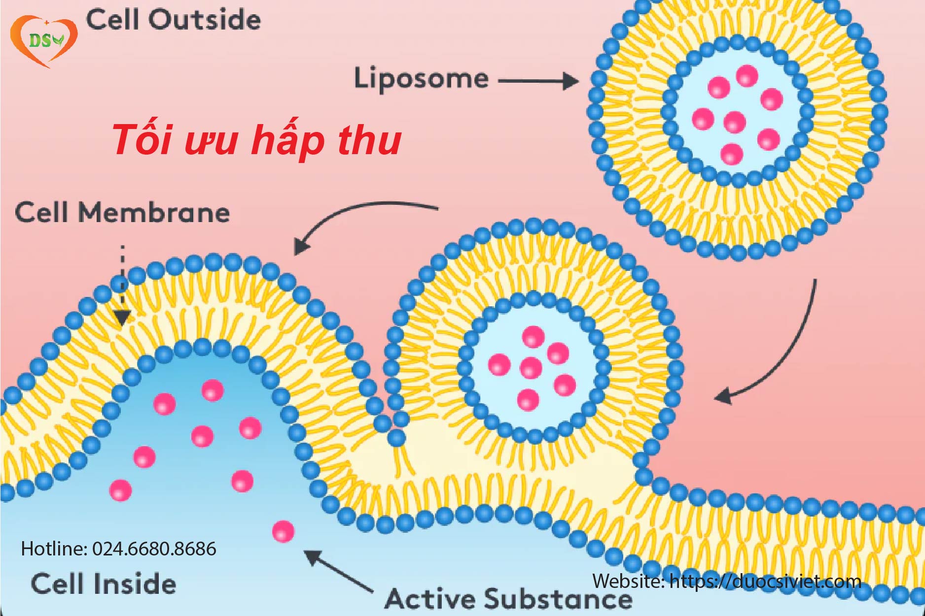 Sắt sinh học là gì?
