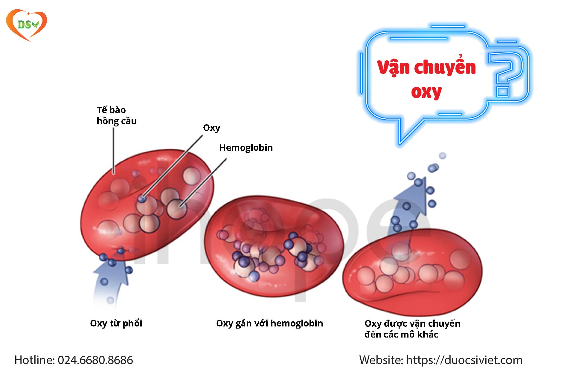 Vai trò của sắt trong cơ thể 