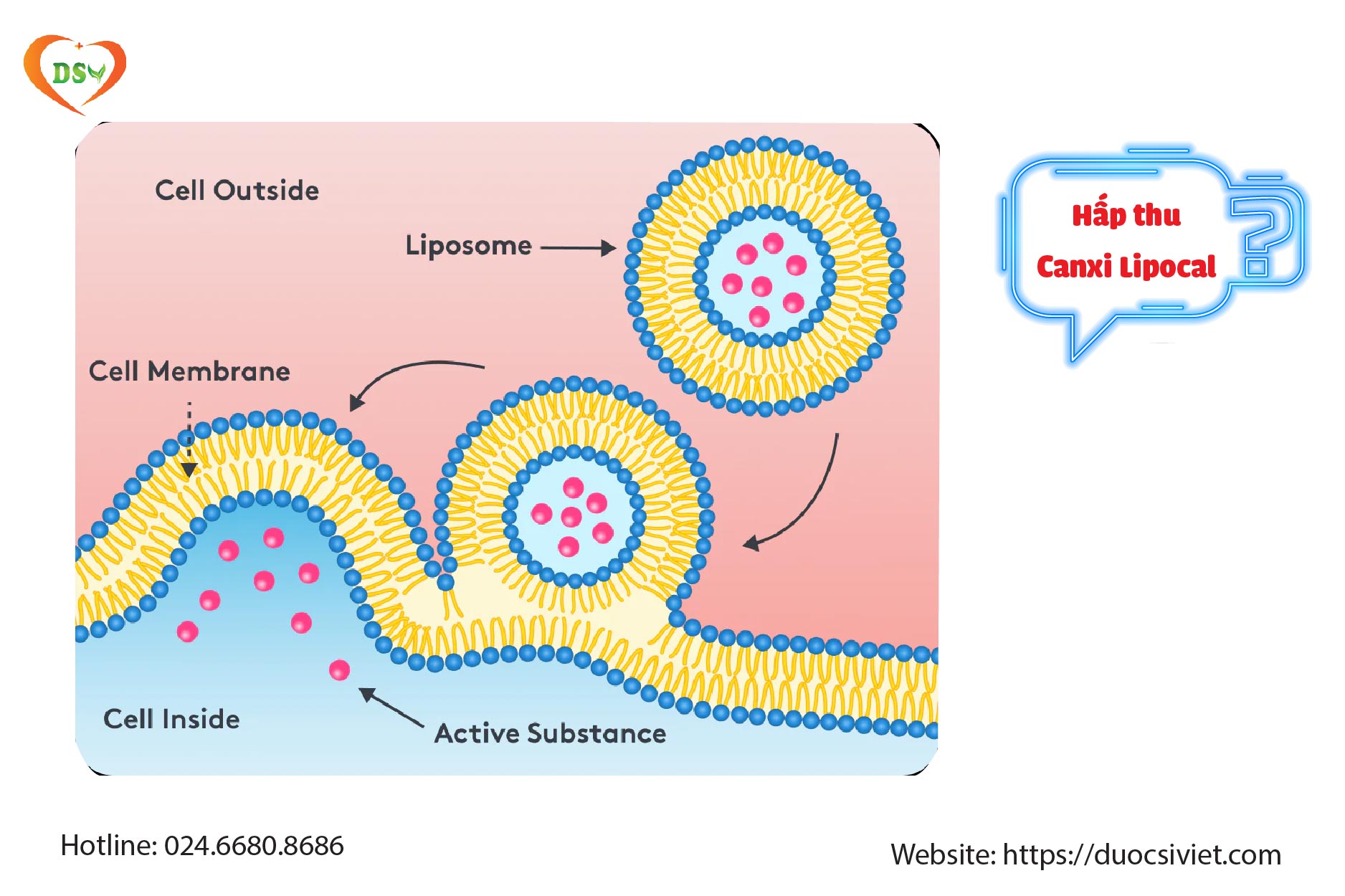 Canxi lipocal - Tối ưu hấp thu canxi