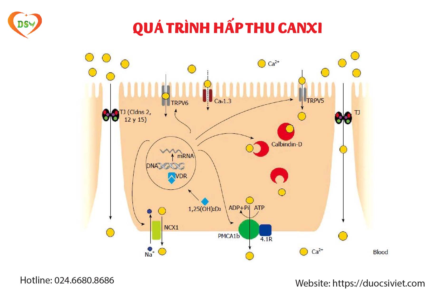 Quá trình hấp thu Canxi tại ruột non