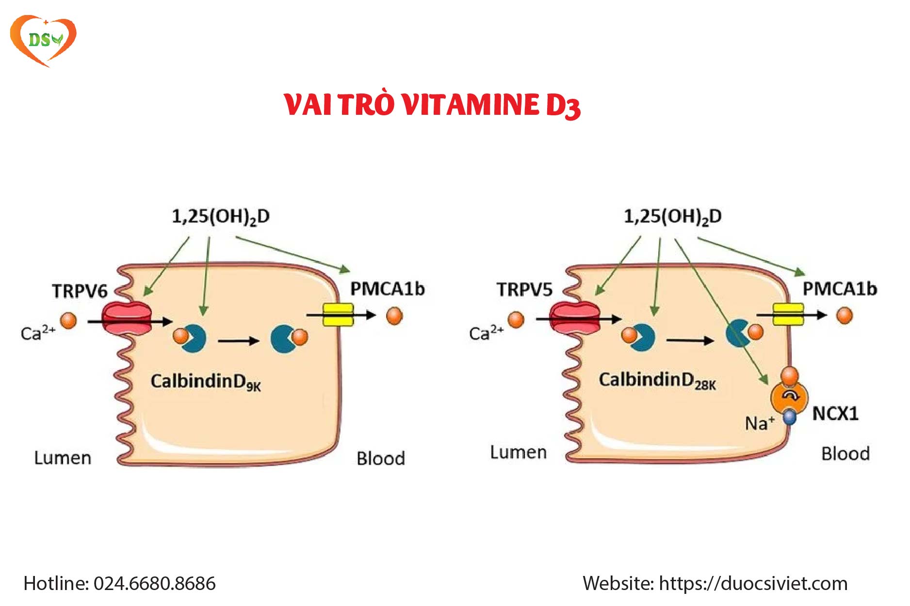 Vai trò Vitamin D3 trong hấp thu canxi