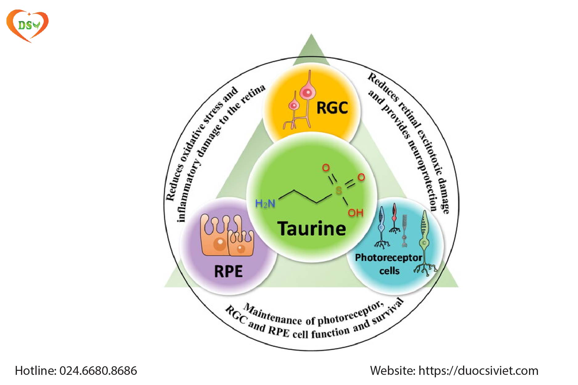 Taurine bảo vệ mắt