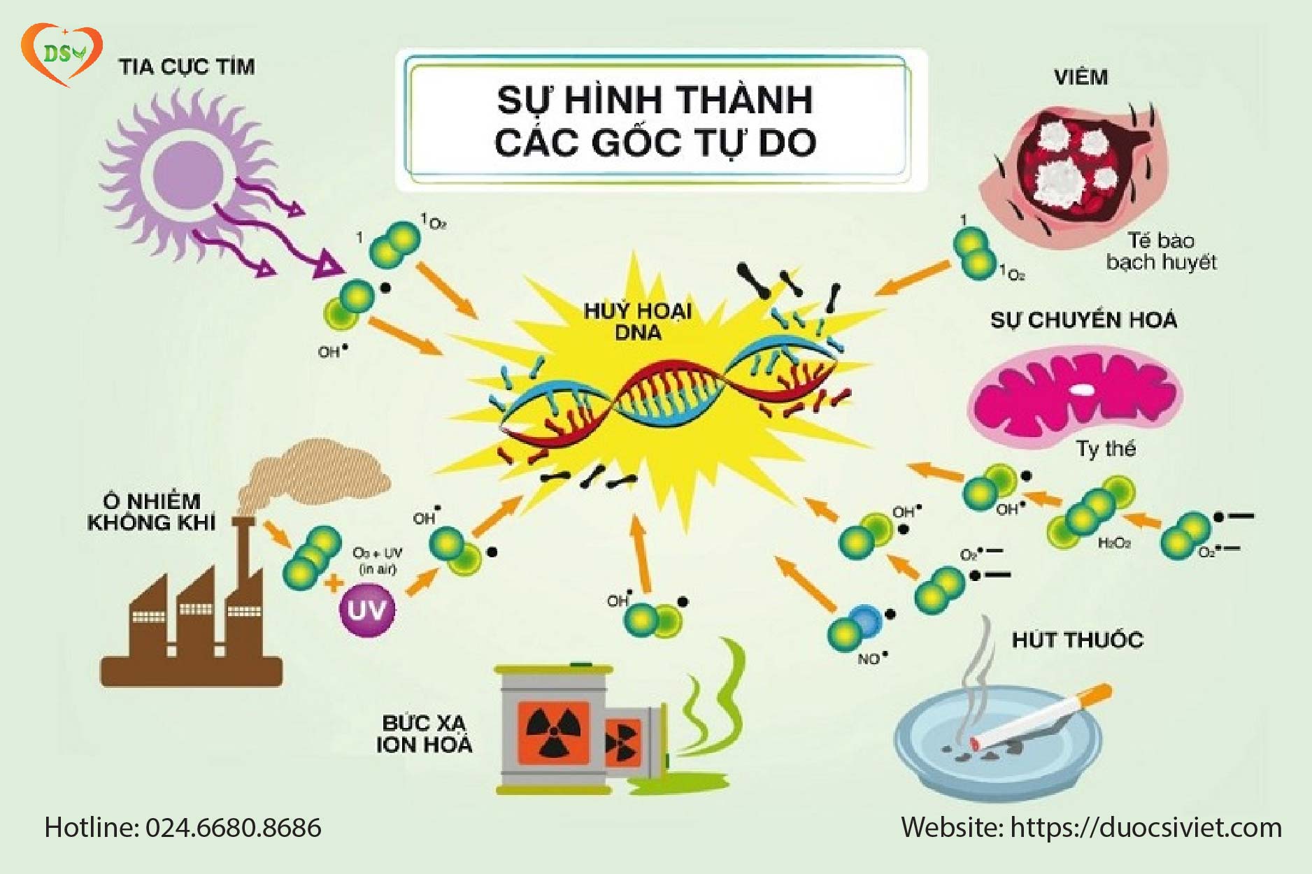 Quá trình oxy hóa trong cơ thể