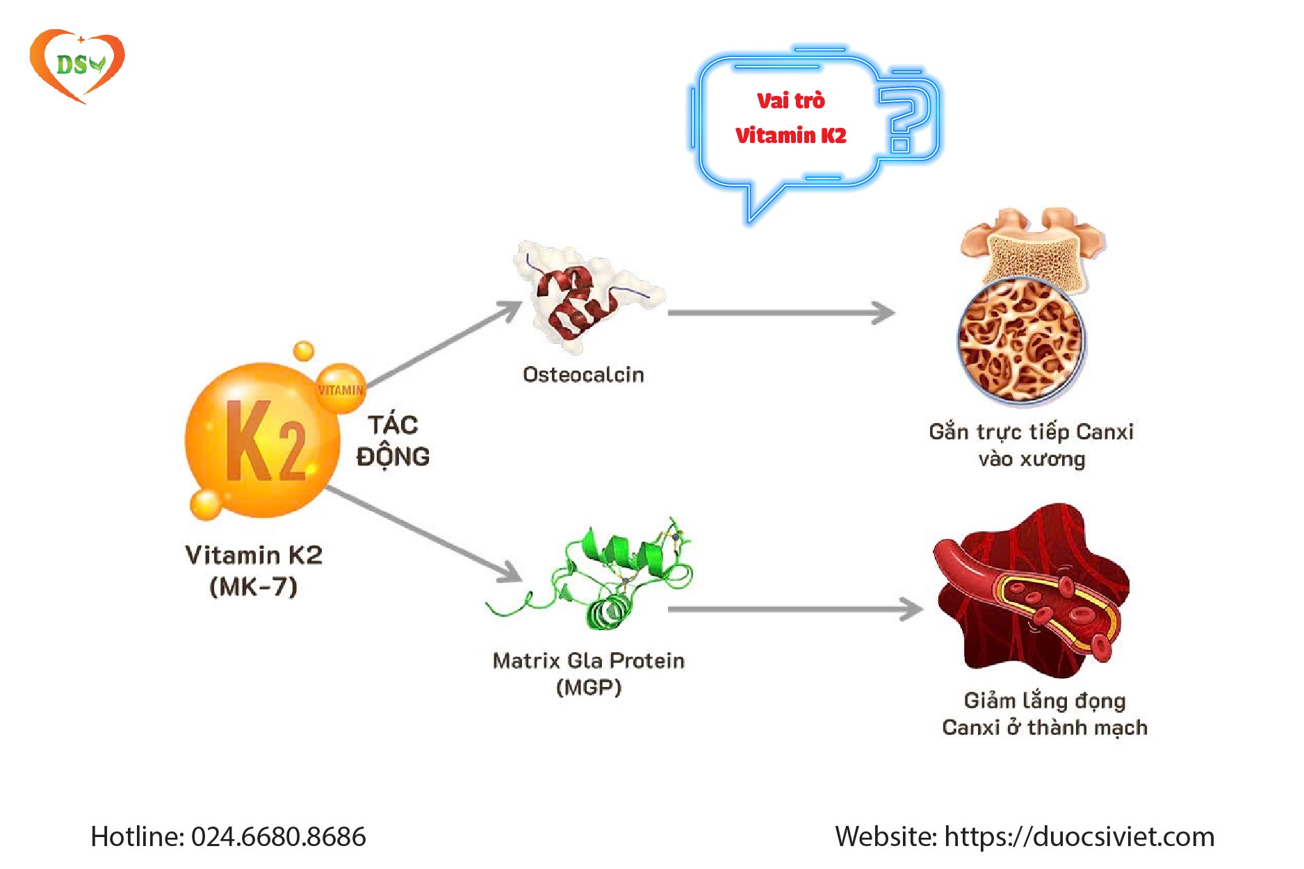 Vai trò của Vitamin K2