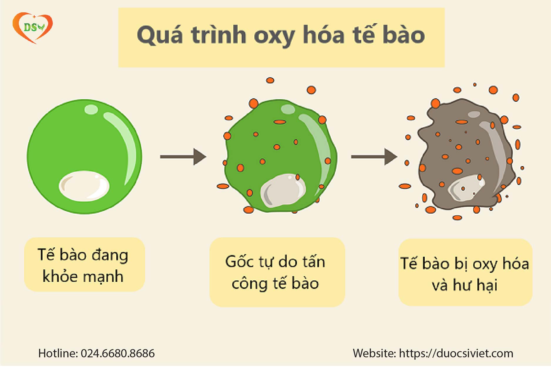 Quá trình oxy hóa trong cơ thể