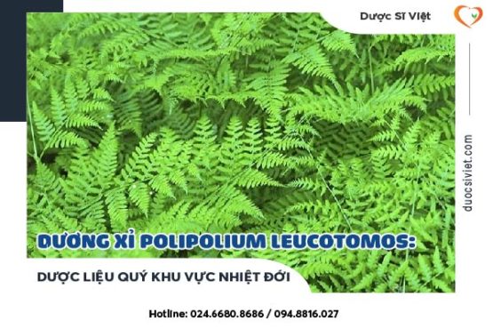 Dương xỉ Polipolium Leucotomos Dược liệu quý khu vực nhiệt đới-01