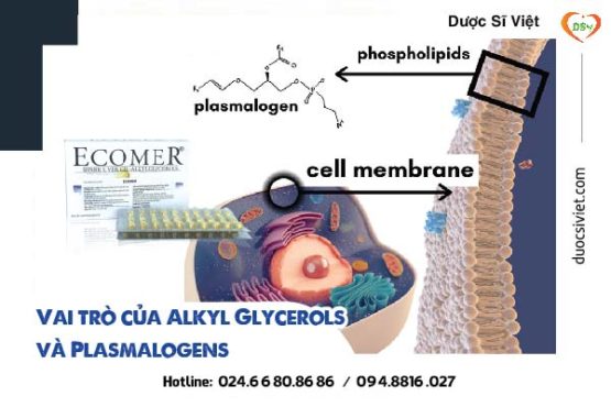 Vai trò & Cơ chế của Alkyl Glycerols trong giảm tác dụng phụ sau xạ trị