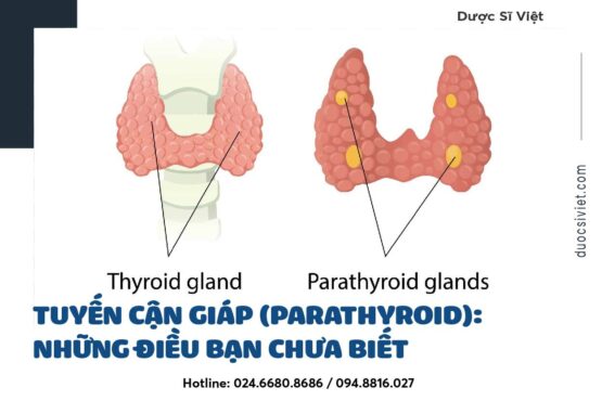 Tuyến cận giáp (Parathyroid) Những điều bạn chưa biết