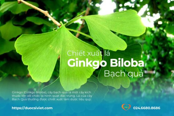 Ginkgo (Ginkgo biloba) giải pháp tăng tuần hoàn não