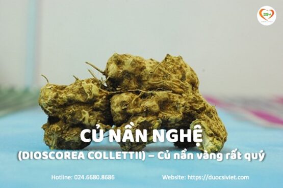 nần nghệ Dioscorea collittii